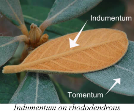 Indumentum Small Photo.